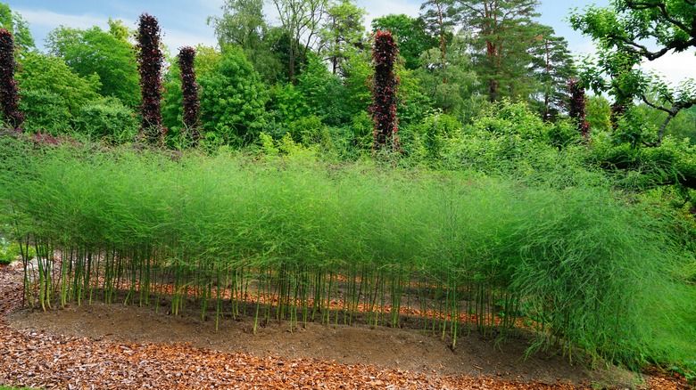 mature asparagus in patch 