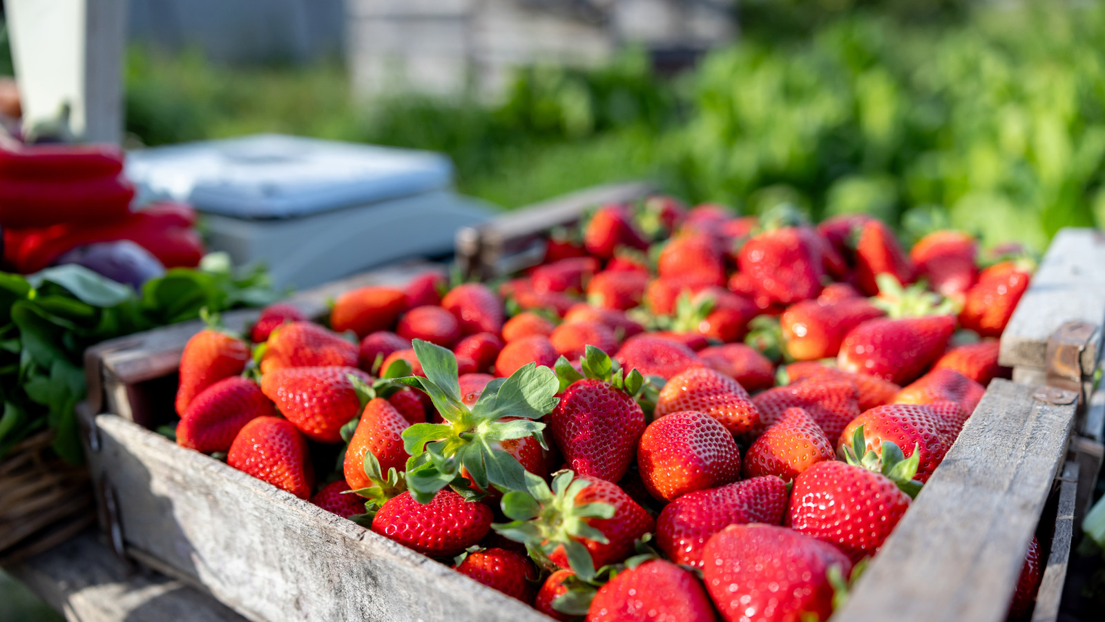 13 consejos de almacenamiento para fresas más duraderas