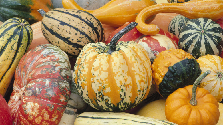 An assortment of squash