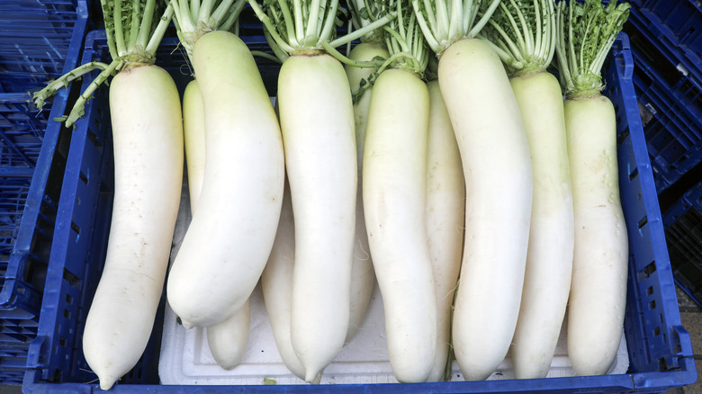 Fresh daikon radishes sit in a row in a blue crate