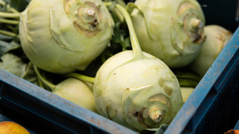 Raw kohlrabi sit in a blue crate