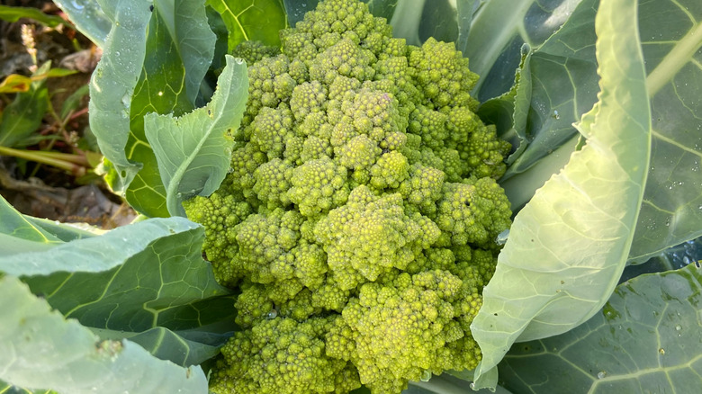 Head of Romanesco growing in the garden