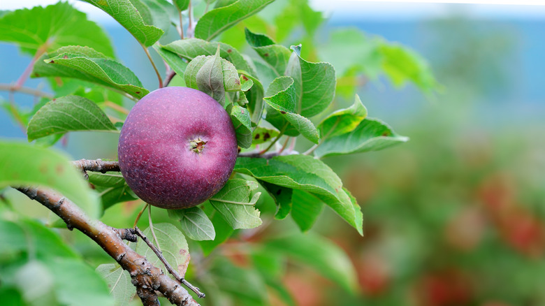 Black Oxford apple on tree