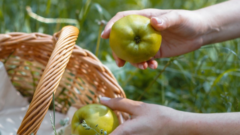 Picking Catshead apples from a crate