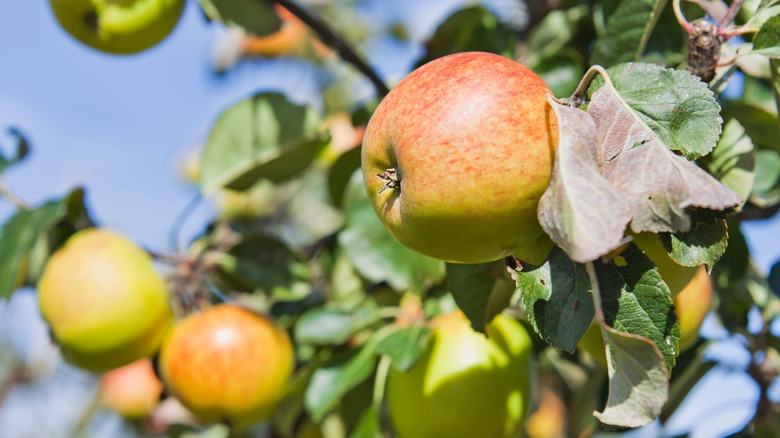 Golden Jubilee apples on a tree