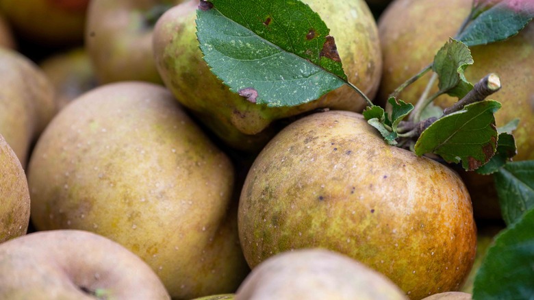 Bunch of Russet apples