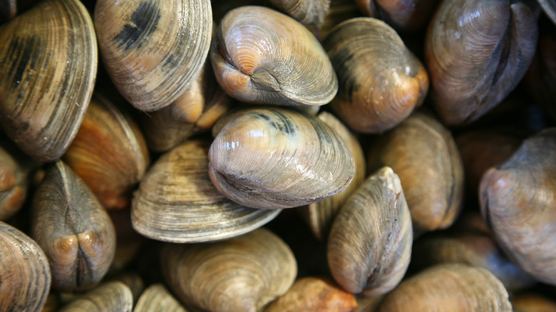 Clams in their shells