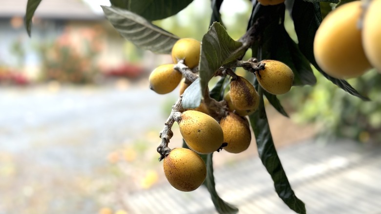 ripe loquats hanging on tree branch