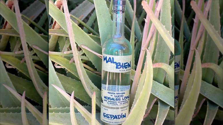 A bottle of Mal Bien White Tape 100% Espadin mezcal in front of agave plants