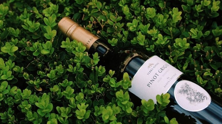 Bottle of wine in greenery