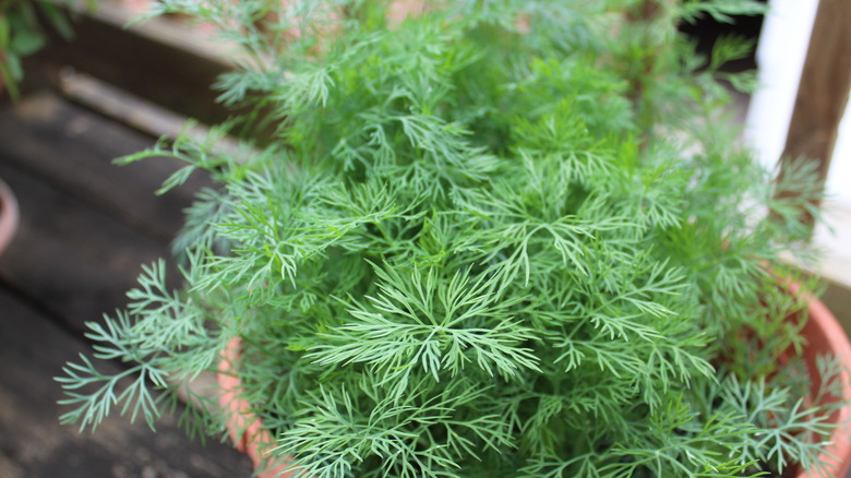 dill growing out of container