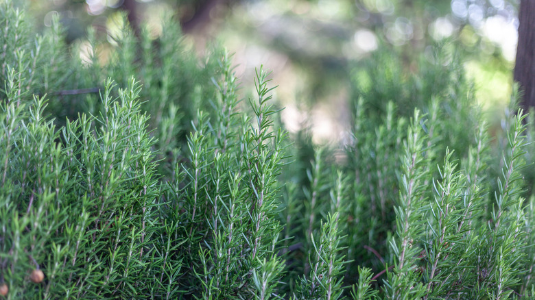 fresh green rosemary stems