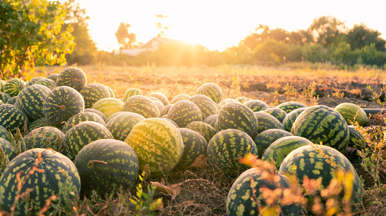 sunny field of watermelons