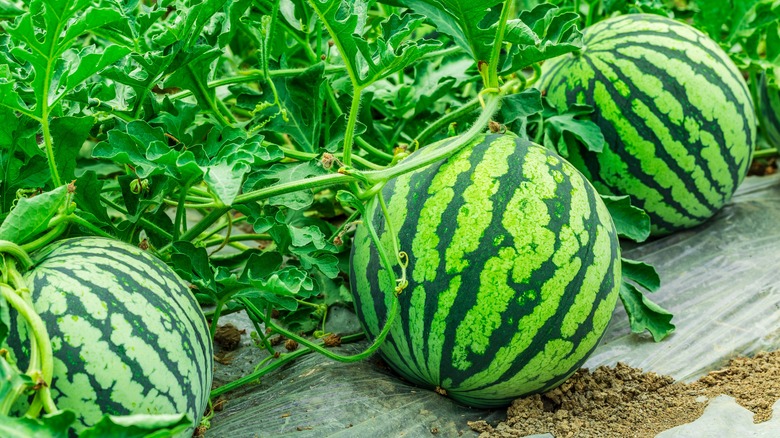 ripe watermelons in melon patch