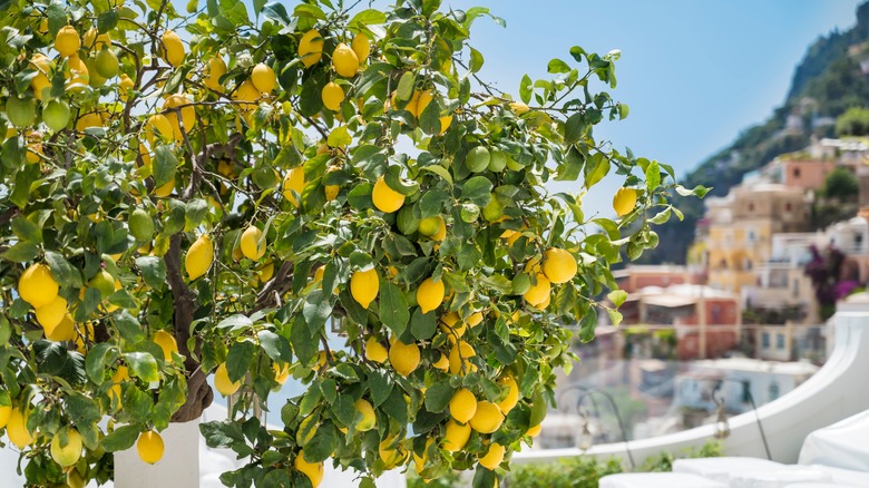 Amalfi coast with lemon tree