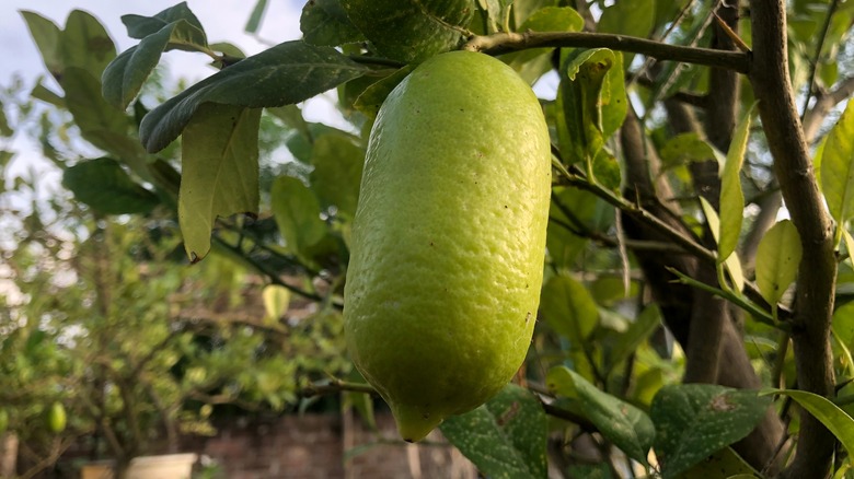 Kaji Nemu lemon in Assam