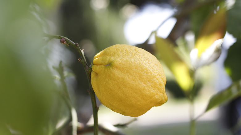 Bearss lemon on tree