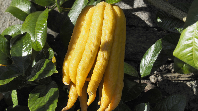 Buddha's hand citrus fruit