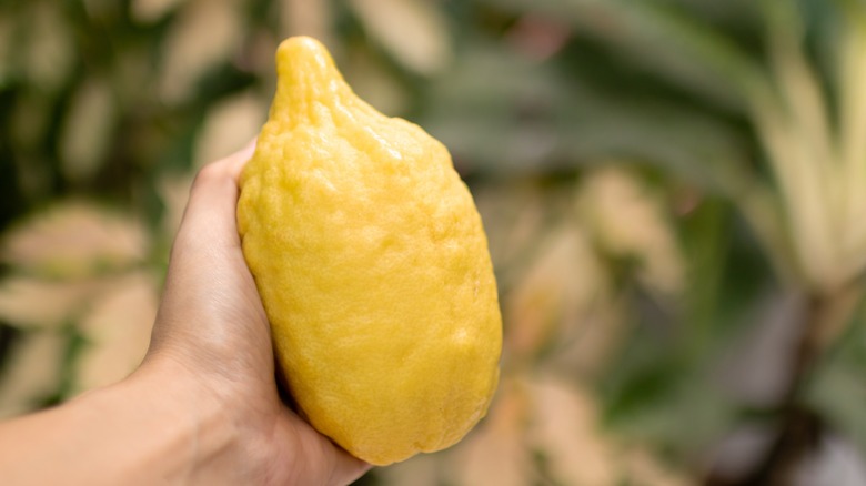 Person holding citron fruit