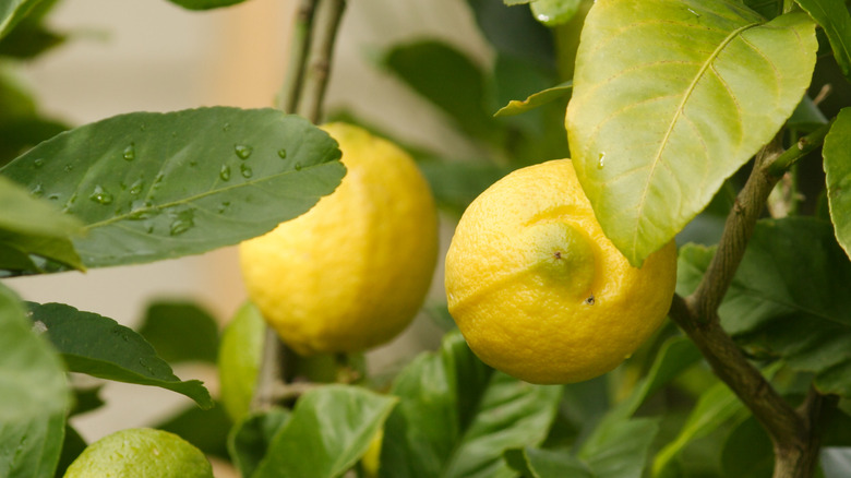 Eureka lemons on tree