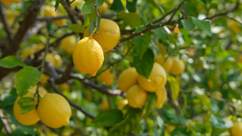 Italian lemons growing on tree