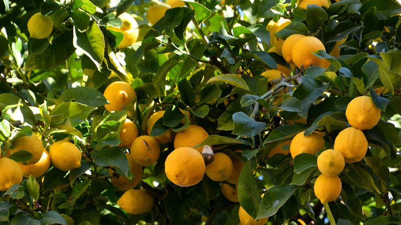 Menton lemons growing on tree