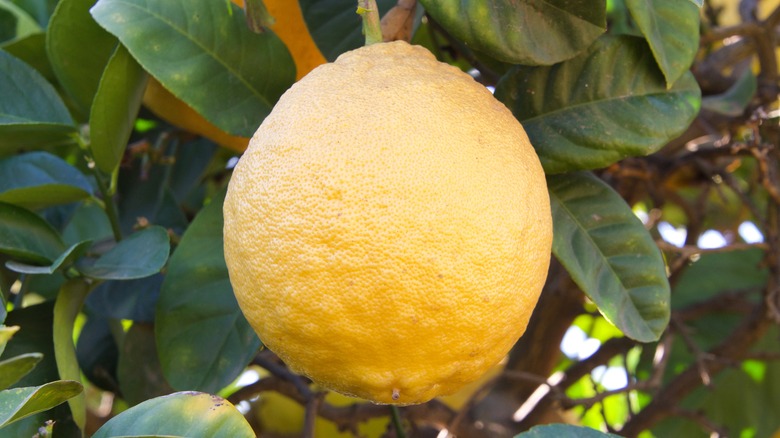 Ponderosa lemon growing on tree