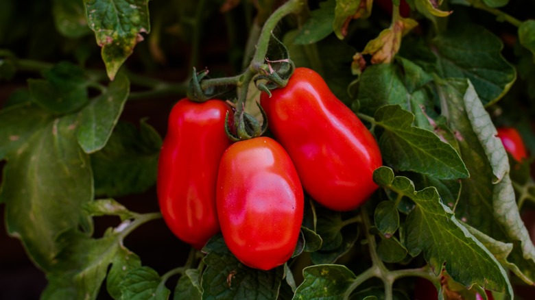 Ripe San Marzano tomatoes