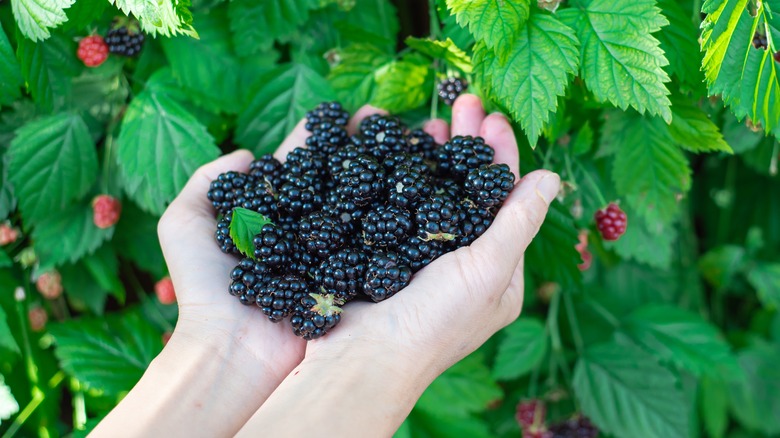 hands full of blackberries