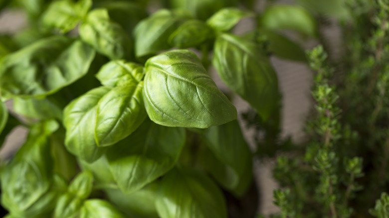 A close-up of a basil plant