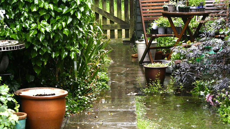 potted plants in rainy garden