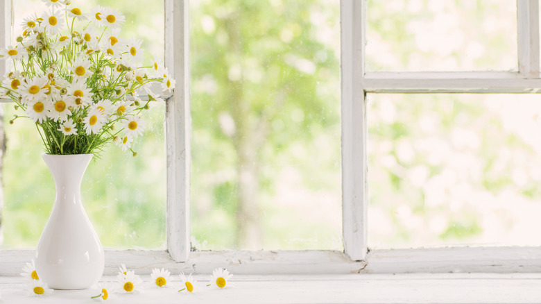 daisy vase on sunny windowsill