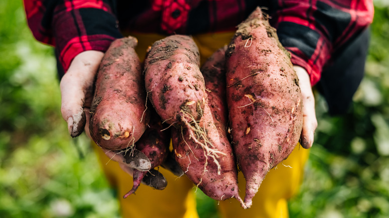 Freshly picked, dirt-covered sweet potatoes