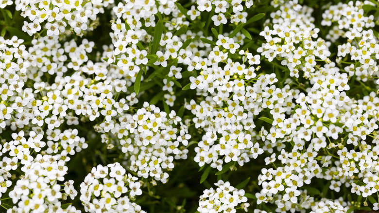 clusters of sweet alyssum blossoms