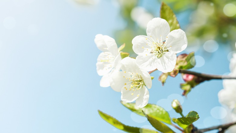 apple blossoms against blue sky