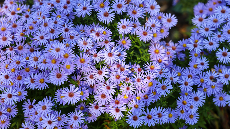 purple aster blossoms in garden