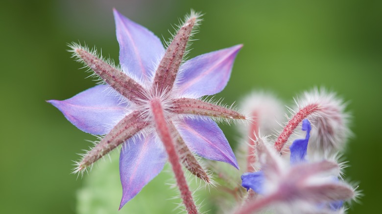 fuzzy borage blossoms on stems