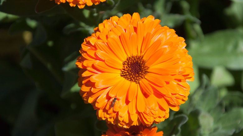 large orange calendula flower head