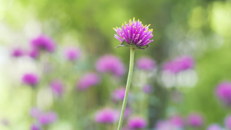 chive blossoms on long stems