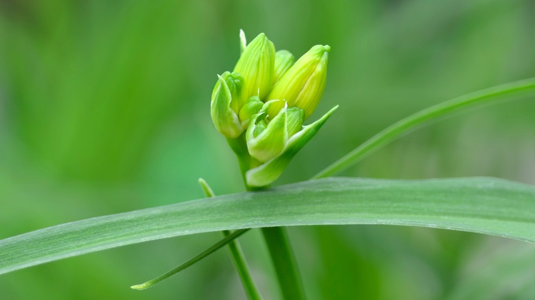 daylily buds on green background