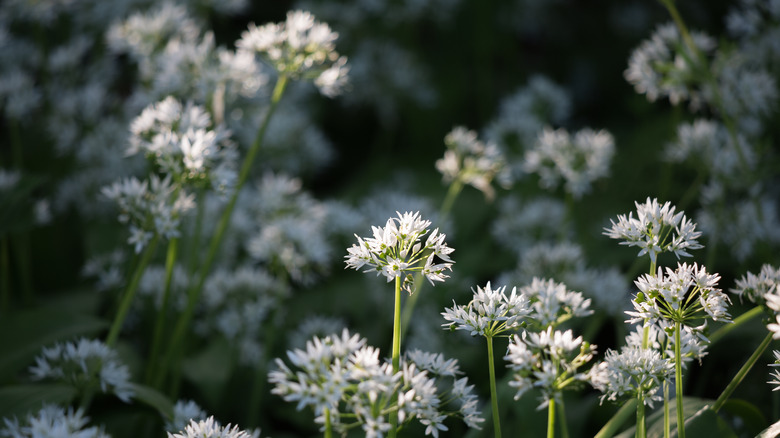 field of wild garlic flowers