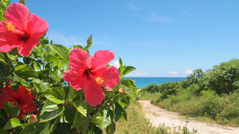 hibiscus flowers near sea shore