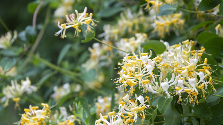 wild honeysuckle on climbing vines