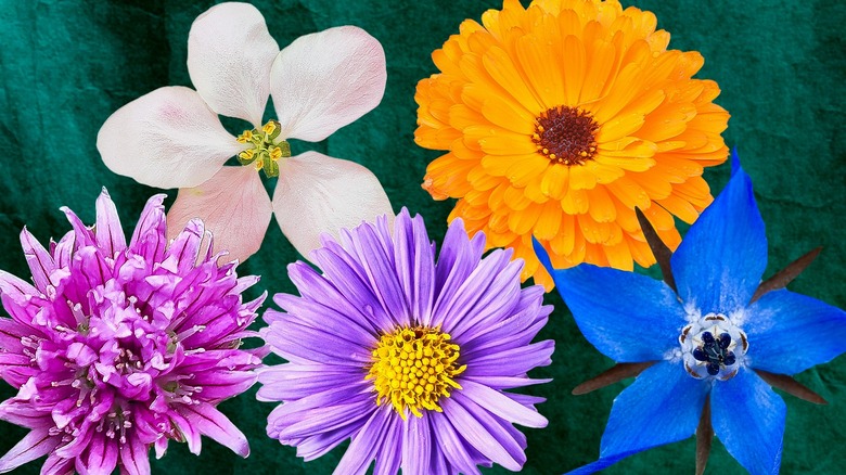 Edible flowers