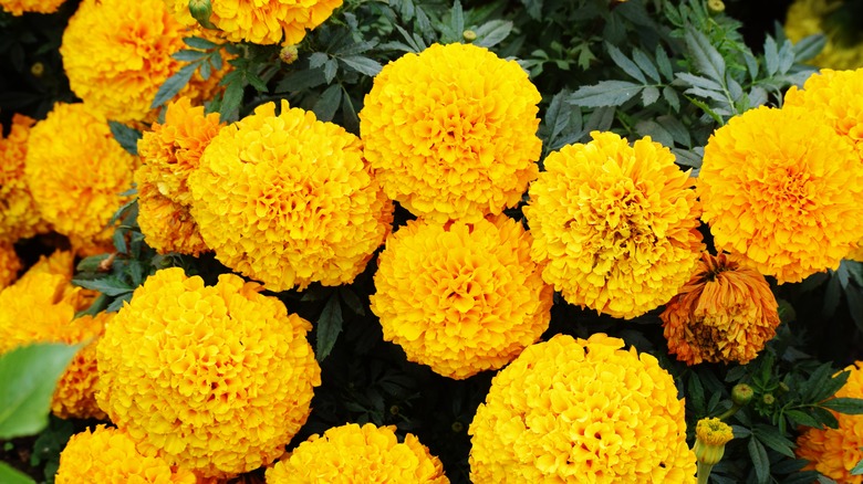 puffy yellow marigold flowers