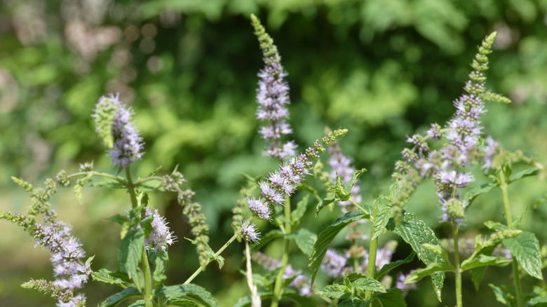 purple sprays of mint flowers