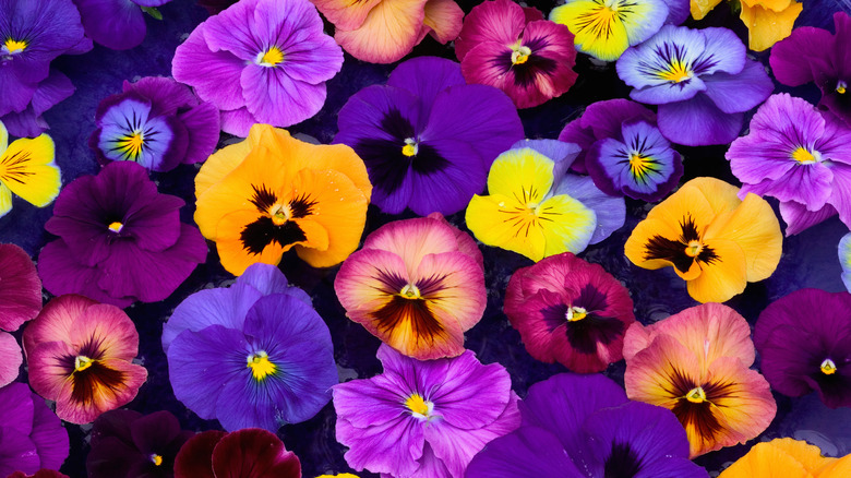 multicolored array of pansy blossoms