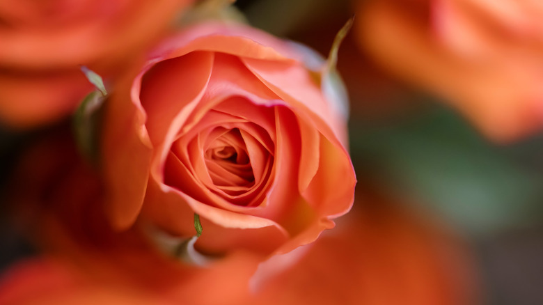 shallow depth of field roses