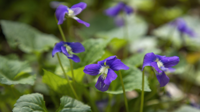 violet flowers surrounded by leaves