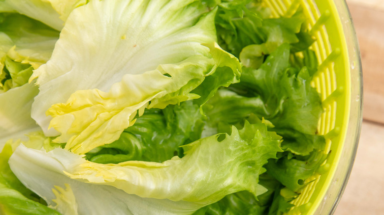 lettuce leaves inside salad spinner